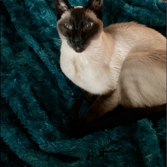 Meet your Posher, Kristi - Picture 1 of 1